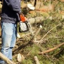 3 Reasons To Hire A Professional For Your Storm Damaged Tree Removal