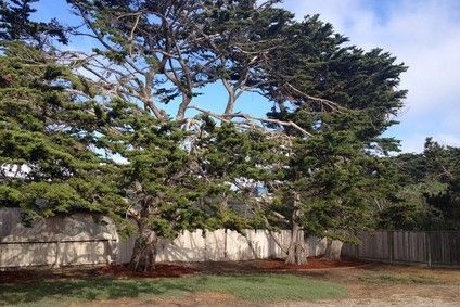 Monterey Landscape Maintenance