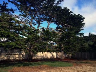 Plant &amp; Tree Care in Monterey/Santa Cruz CA