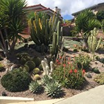 Monterey Tree/Plant Care Landscaping