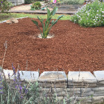 Monterey Tree/Plant Care Landscaping