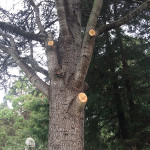 Monterey/Santa Cruz tree arborist
