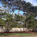 Monterey/Santa Cruz Cypress Tree